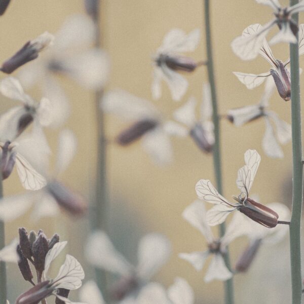 transfixed (poem)