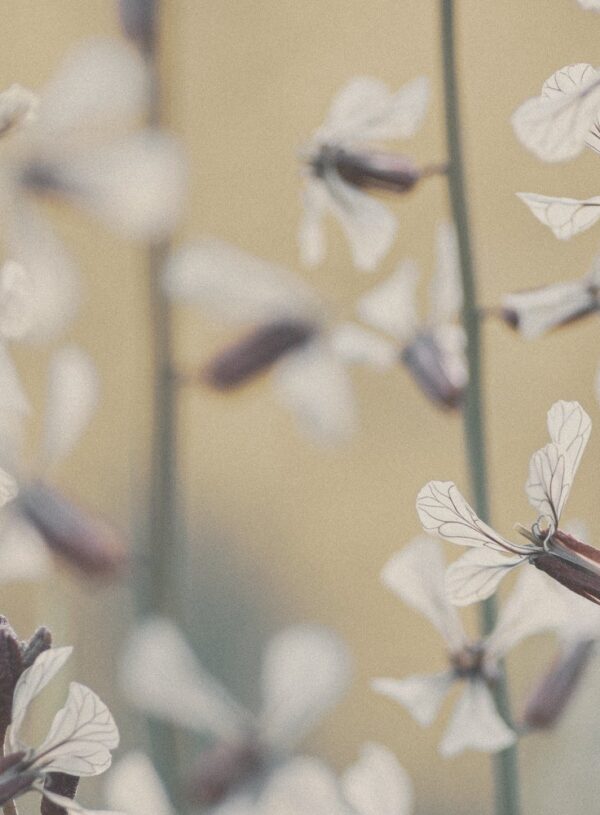 transfixed (poem)